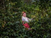 Veszélyben a jövő generációjának kávéfogyasztása Nescafé