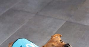 Futárzsákból kutyakabát: Limitált kiadású, újrahasznosított kollekcióval jön a Wolt Wolt és a kutyakabát