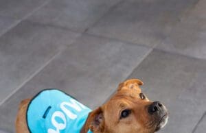 Futárzsákból kutyakabát: Limitált kiadású, újrahasznosított kollekcióval jön a Wolt Wolt és a kutyakabát