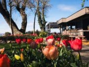 Négycsillagos gasztroélmények a vízpart szerelmeseinek