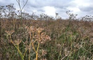 2023-ban is hazánkban a harmadik legfontosabb zöldség az édeskömény Édeskömény