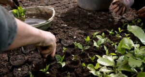 Útmutató férfiaknak Nespresso kapszulák fenntarthatóságáról — 5 fontos tény