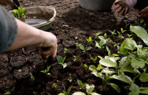 Útmutató férfiaknak Nespresso kapszulák fenntarthatóságáról — 5 fontos tény