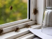 Ez a legjobb vegyszermentes módszer a poloskák ellen, nálam mindig beválik