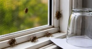 Ez a legjobb vegyszermentes módszer a poloskák ellen, nálam mindig beválik